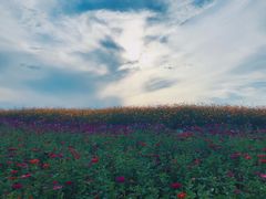 -洪湖湿地生态园