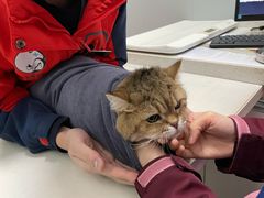 -伟伟宠物医院·瑞派猫友好医院·猫科(光谷店)