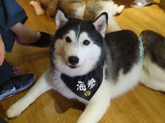 -Husky Go! 哈士奇体验馆·宠物咖啡厅狗咖