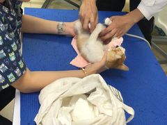 -爱侣宠医·鹦鹉专科·小型哺乳类·异宠专科(灵石路店)