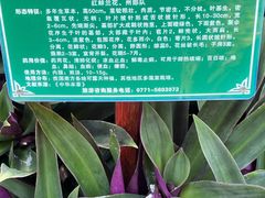 -广西壮族自治区药用植物园