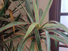 -梁溪河畔·吉府花园(南长街南下塘店)