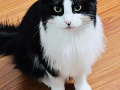 -客栈猫舍(中央北路店)