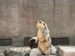 -沈阳森林动物园