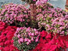 -石家庄市植物园
