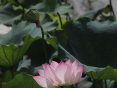 -月湖风景区
