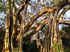 -瑞丽独树成林风景区