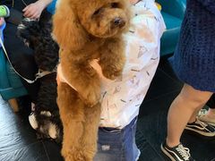 -Goku PET SHOP宠物视觉生活馆(双井店)