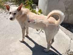 -萌兽医馆·犬猫专科·眼科中心·宠物医院(朝阳门分院)