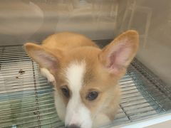 -唐小姐の私宠·宠物洗护美容·撸猫馆·购宠(周浦万达旗舰店)