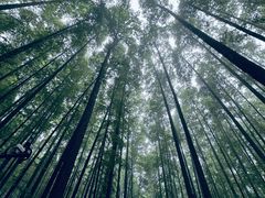 -山王坪喀斯特国家生态公园