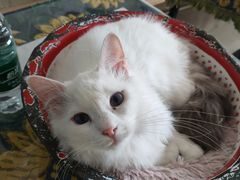 -平行世界·猫咖(首经贸店)