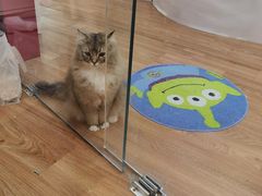 -COLOR PETS 撸猫馆·购猫·猫咖(长风大悦城店)