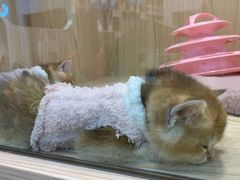 -屋虎猫馆(宝安大仟里店)