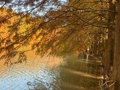 -上海海湾国家森林公园