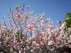 -南汇桃花村