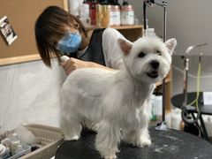 -Oh My Dog宠物沙龙(伊珊娜皮毛护理店)