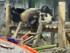 -栾川竹海野生动物园