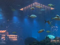 -海棠湾洲际-涛·海底餐厅·美人鱼·自助餐·海底隧道