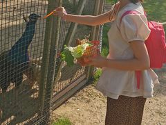 -前小桔亲子创意农场·草莓采摘·露营烧烤