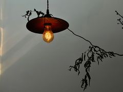 -有猫主题·治愈系猫咖(曾厝垵店)