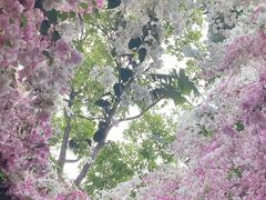 -深圳国际园林花卉博览园