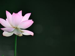 -金山公园
