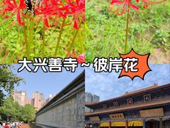 -西安大兴善寺