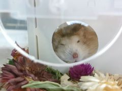 -钓仓鼠(洋桥北里小区店)