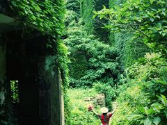 -枸杞岛
