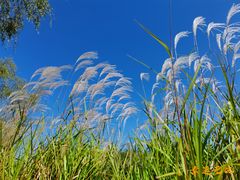 -野鸭湖国家湿地公园