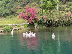 -靖西鹅泉风景区