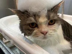 -PETKIT小佩宠物·低压洗护(国顺东路店)