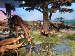 -国家自然博物馆