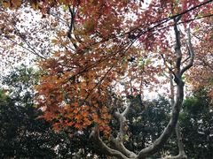 -徐家汇源景区-衡山公园