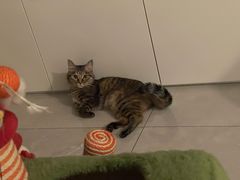 -北京观赏动物医院·24小时大型综合·猫专科·异宠专科