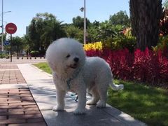 -瑞派康怡24h宠物医院·犬猫医疗中心·微创绝育(瑞景分院)