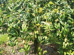 -海南热带雨林国家公园吊罗山景区