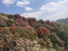 -贵州百里杜鹃风景名胜区
