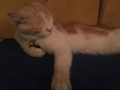 -Sirena海妖日咖夜酒