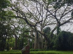 -瑞丽独树成林风景区