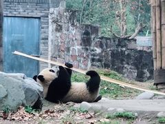 -都江堰中华大熊猫苑