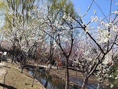 -菖蒲河公园