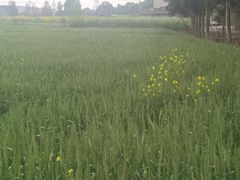 -三圣花乡旅游区