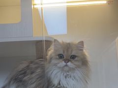 -十月米努特矮脚猫舍