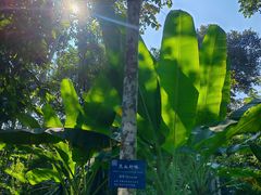-中国科学院西双版纳热带植物园