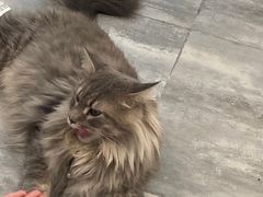 -楼上猫咖(罗湖店)