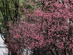 -重庆市江北嘴中央商务区中央公园