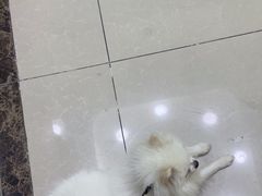 -瑞鹏宠物医院微创手术中心(西乡分院)