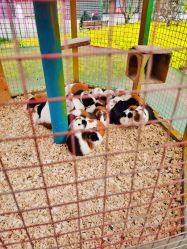 -萌宠亲子动物乐园(槐房万达店)